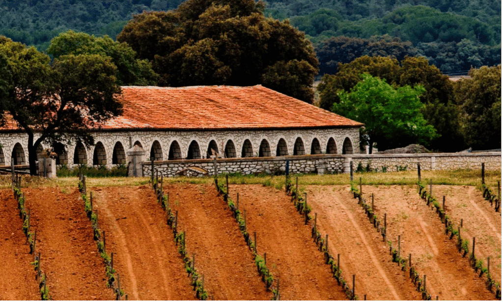 Viñedo frente a edificio de piedra, paisaje natural.