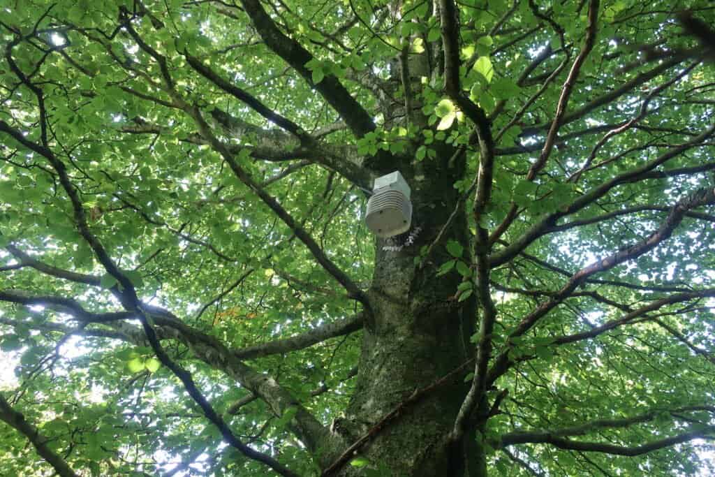 Sensor medidor del clima en árbol frondoso